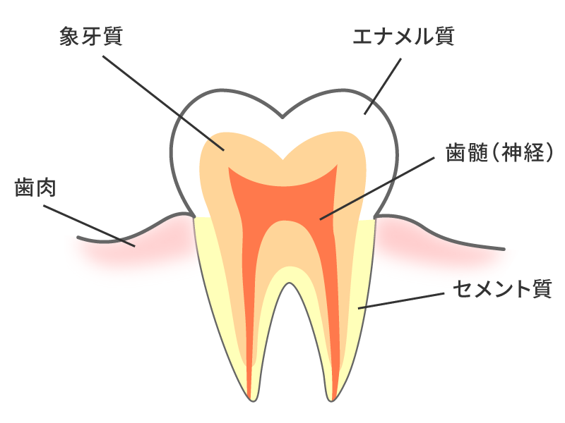 歯の基本構造